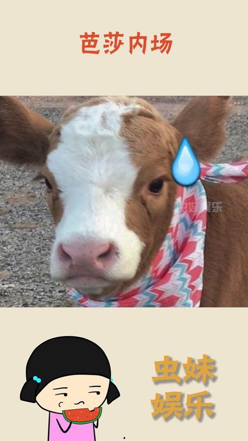 抖音娱乐吃瓜群众是谁,揭秘抖音热门话题“娱乐吃瓜群众”背后的故事